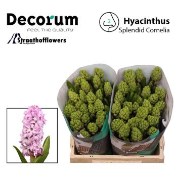 Hyacinthe, rosa - 5 Stiele